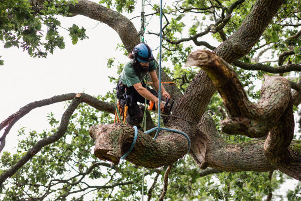 Best Tree Cabling and Bracing  in Sullivan, IN