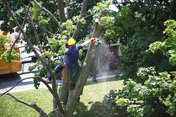  Sullivan, IN Tree Removal Services Pros